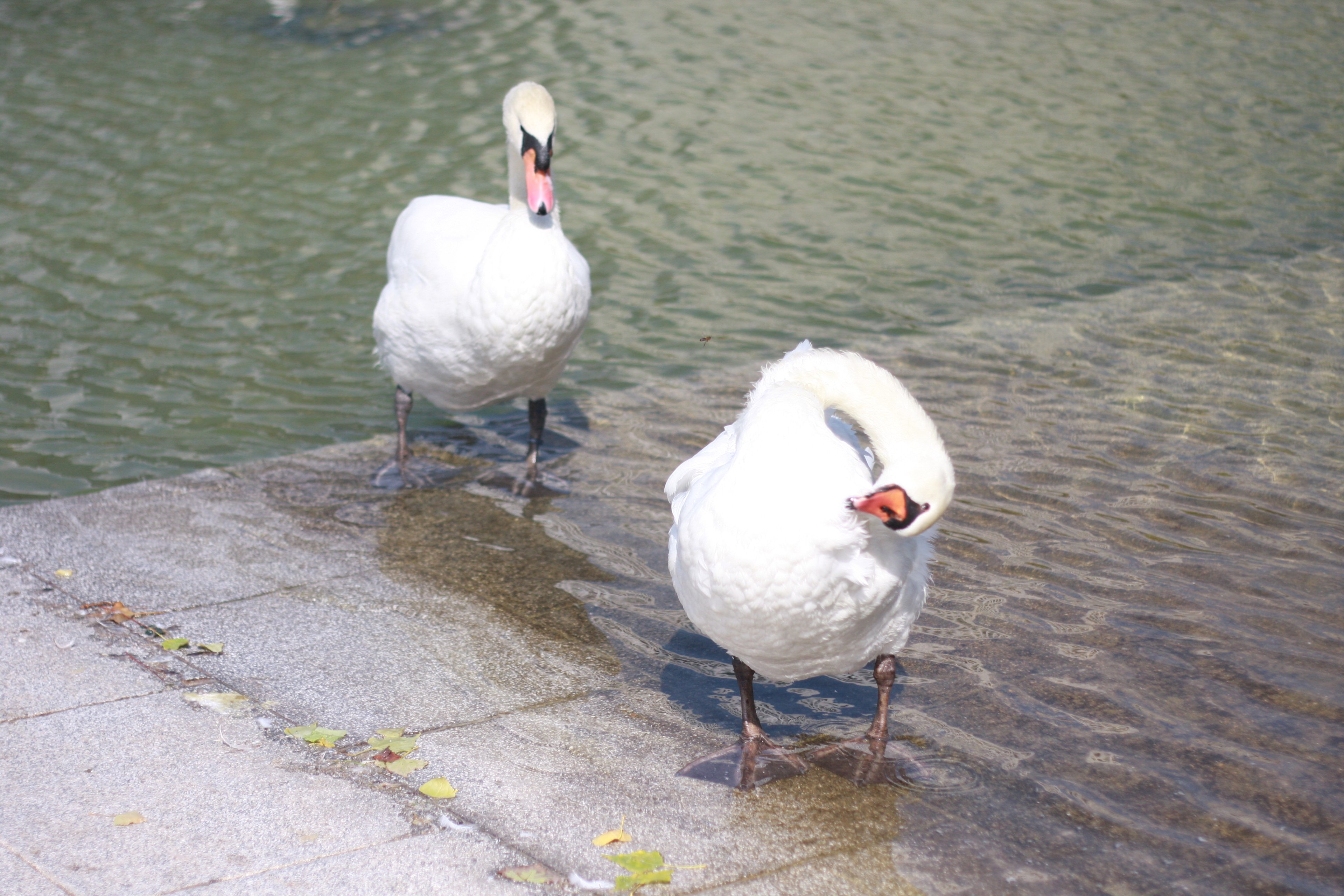 Two swans at a flooded promenade edge, one preening its breast