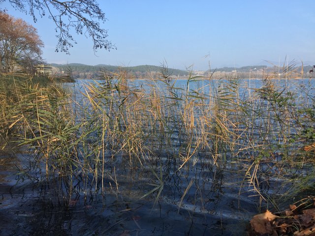 The lake at Banyoles seen through sunlit reeds from the bank