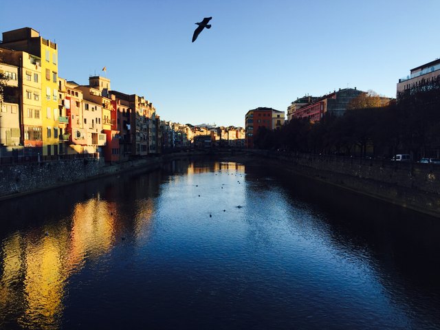 Coloured facades above the river Onyar at first light, a bird overhead