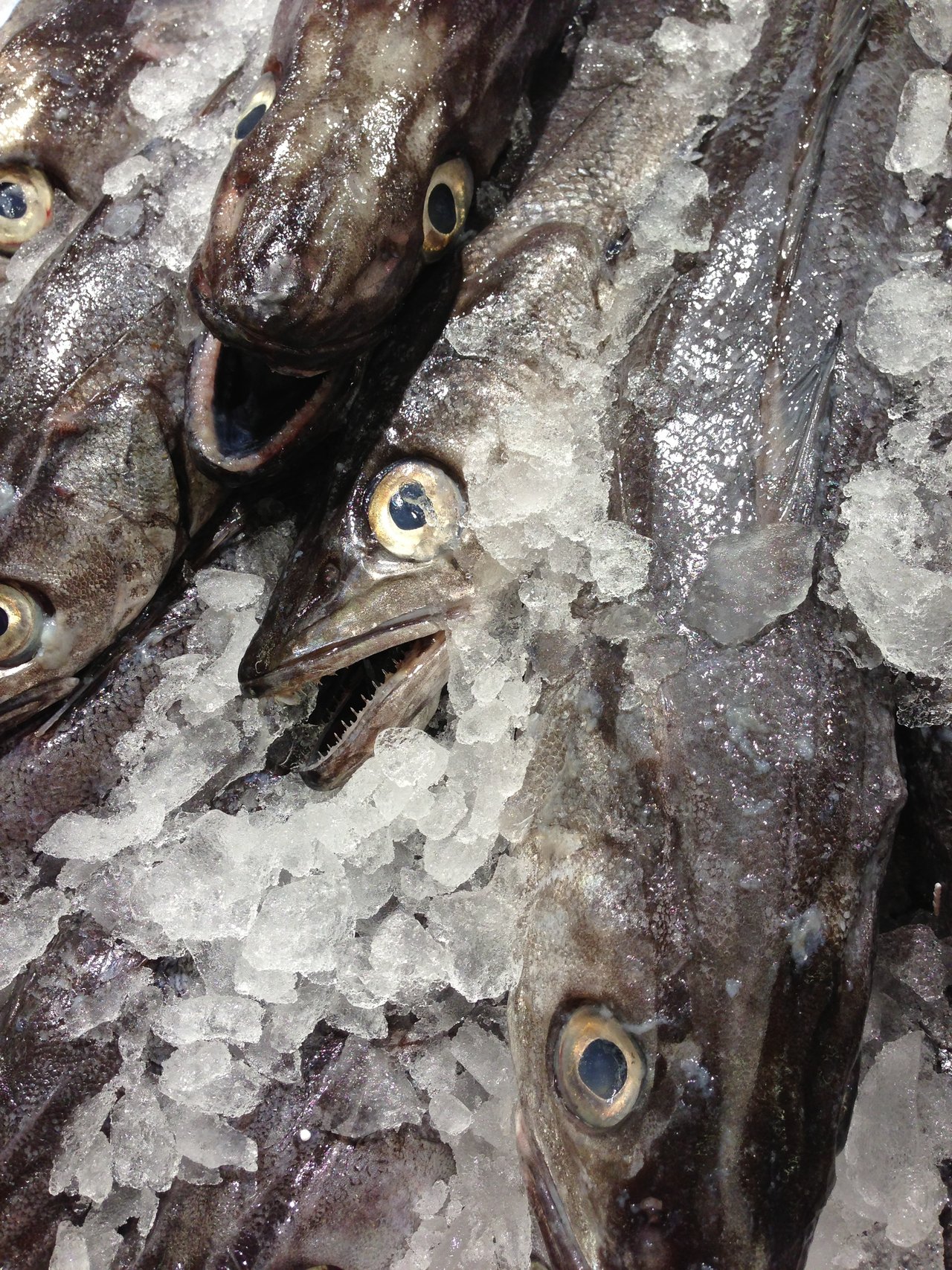 Fresh hake packed in crushed ice at a market stall
